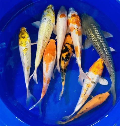 koi fish for sale near me|Next Day Koi .